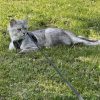 Images de profil de Luna - Blooming Pets - Petsitting et garde d'animaux à domicile