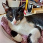 Dobby Mon Chat  Chat de gouttière (Commun) Mâle stérilisé - Garde d'animaux à domicile