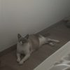 Images de profil de Aurélie - Blooming Pets - Petsitting et garde d'animaux à domicile