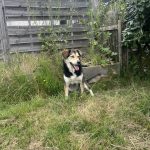 Nitro Mon Chien  Croisé Mâle stérilisé - Garde d'animaux à domicile