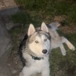 Vegas Mon Chien  Siberian Husky Mâle - Garde d'animaux à domicile