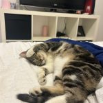 Maze Mon Chat  Chat de gouttière (Commun) Femelle - Garde d'animaux à domicile