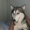 Images de profil de Clara - Blooming Pets - Petsitting et garde d'animaux à domicile