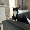 Images de profil de Clara - Blooming Pets - Petsitting et garde d'animaux à domicile