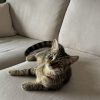 Images de profil de Manon - Blooming Pets - Petsitting et garde d'animaux à domicile
