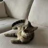 Images de profil de Manon - Blooming Pets - Petsitting et garde d'animaux Ă domicile
