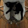 Images de profil de Manon - Blooming Pets - Petsitting et garde d'animaux à domicile