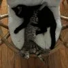 Images de profil de Manon - Blooming Pets - Petsitting et garde d'animaux Ă domicile