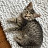 Images de profil de Manon - Blooming Pets - Petsitting et garde d'animaux à domicile