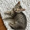 Images de profil de Manon - Blooming Pets - Petsitting et garde d'animaux Ă domicile