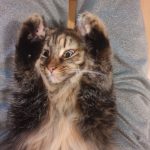Askari Mon Chat  Chat de gouttière (Commun) Femelle - Garde d'animaux à domicile