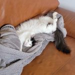 Kira Mon Chat  Chat de gouttière (Commun) Femelle - Garde d'animaux à domicile