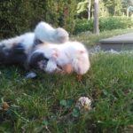 Lila   Chat de gouttière (Commun) Femelle stérilisée - Garde d'animaux à domicile