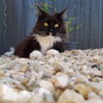 Loocked   Maine Coon Mâle stérilisé - Garde d'animaux à domicile
