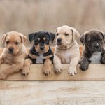 Image de profil de Sharon - Blooming Pets - Petsitting et garde d'animaux à domicile