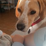 Mango Mon Chien  Épagneul Breton Mâle stérilisé - Garde d'animaux à domicile