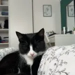 Pop’s Mon Chat  Chat de gouttière (Commun) Femelle stérilisée - Garde d'animaux à domicile