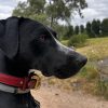Images de profil de gaelle - Blooming Pets - Petsitting et garde d'animaux à domicile