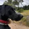 Images de profil de gaelle - Blooming Pets - Petsitting et garde d'animaux à domicile