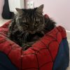 Images de profil de gaelle - Blooming Pets - Petsitting et garde d'animaux à domicile