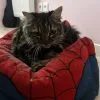 Images de profil de gaelle - Blooming Pets - Petsitting et garde d'animaux à domicile