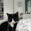 Images de profil de gaelle - Blooming Pets - Petsitting et garde d'animaux à domicile
