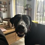 Image de profil de gaelle - Blooming Pets - Petsitting et garde d'animaux à domicile