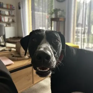 Image de profil de gaelle - Blooming Pets - Petsitting et garde d'animaux à domicile