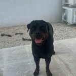 Scar Mon Chien  Rottweiler Mâle - Garde d'animaux à domicile