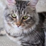 Ouko Mon Chat  Maine Coon Mâle - Garde d'animaux à domicile