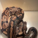 Pyrrhus Mon Serpent  Python Royal (Python Regius) Mâle - Garde d'animaux à domicile