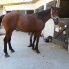 Images de profil de Lynda - Blooming Pets - Petsitting et garde d'animaux à domicile