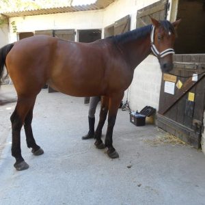 Images de profil de Lynda - Blooming Pets - Petsitting et garde d'animaux à domicile