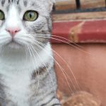 Sunny Mon Chat  Chat de gouttière (Commun) Femelle - Garde d'animaux à domicile