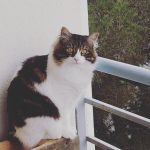 Bouddha Mon Chat  Chat de gouttière (Commun) Mâle stérilisé - Garde d'animaux à domicile