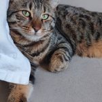 Tao   Bengal Mâle stérilisé - Garde d'animaux à domicile