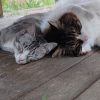 Images de profil de Kristell - Blooming Pets - Petsitting et garde d'animaux à domicile