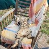 Images de profil de Kristell - Blooming Pets - Petsitting et garde d'animaux à domicile