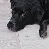 Images de profil de Kristell - Blooming Pets - Petsitting et garde d'animaux à domicile