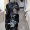 Images de profil de Kristell - Blooming Pets - Petsitting et garde d'animaux à domicile