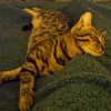 Images de profil de Kristell - Blooming Pets - Petsitting et garde d'animaux à domicile