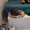 Images de profil de Kristell - Blooming Pets - Petsitting et garde d'animaux à domicile