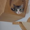 Images de profil de Kristell - Blooming Pets - Petsitting et garde d'animaux à domicile