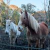 Images de profil de Kristell - Blooming Pets - Petsitting et garde d'animaux à domicile