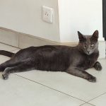 Minos Mon Chat  European Shorthair (Européen) Mâle stérilisé - Garde d'animaux à domicile