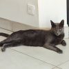 Images de profil de Nelly - Blooming Pets - Petsitting et garde d'animaux à domicile
