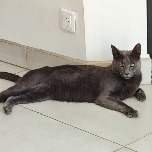 Images de profil de Nelly - Blooming Pets - Petsitting et garde d'animaux à domicile