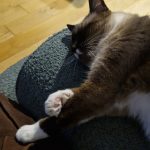 Spikey Mon Chat  Siamois Mâle - Garde d'animaux à domicile