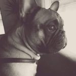 Tango Mon Chien  Bouledogue Français Mâle - Garde d'animaux à domicile