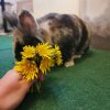 Images de profil de Marine - Blooming Pets - Petsitting et garde d'animaux à domicile